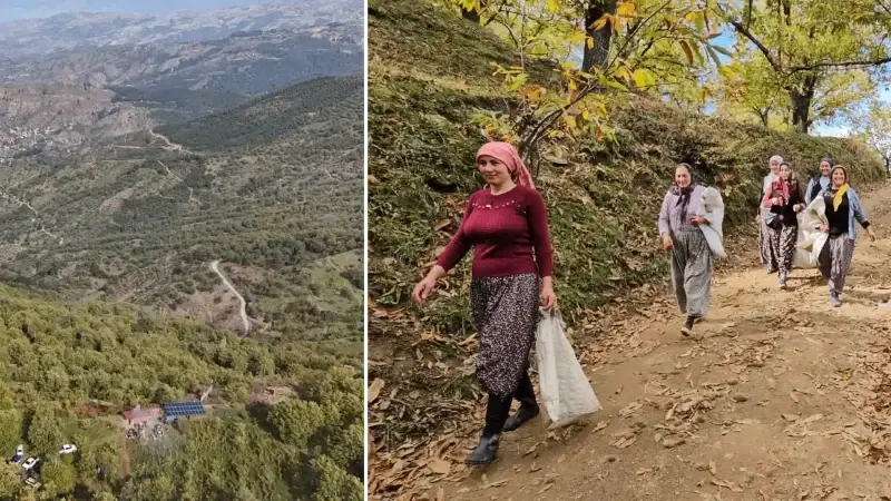 kadinlar topluyor ozel kuyularda 15 gun bekletiliyor daglarda zorlu hasat basladi F7HCAxXl.webp